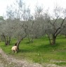 foto 4 - Terreno agricolo a Vetralla a Viterbo in Vendita
