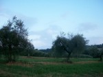 Annuncio vendita Terreno agricolo in Vigne a Narni