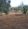 foto 8 - Terreno agricolo Gerbetto di Ulivi Partinico a Palermo in Vendita