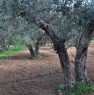 foto 7 - Terreno agricolo Gerbetto di Ulivi Partinico a Palermo in Vendita