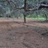 foto 5 - Terreno agricolo Gerbetto di Ulivi Partinico a Palermo in Vendita