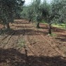 foto 4 - Terreno agricolo Gerbetto di Ulivi Partinico a Palermo in Vendita