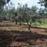 foto 3 - Terreno agricolo Gerbetto di Ulivi Partinico a Palermo in Vendita