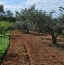 foto 2 - Terreno agricolo Gerbetto di Ulivi Partinico a Palermo in Vendita