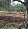 foto 1 - Terreno agricolo Gerbetto di Ulivi Partinico a Palermo in Vendita