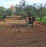 foto 0 - Terreno agricolo Gerbetto di Ulivi Partinico a Palermo in Vendita