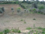 Annuncio vendita Terreno agricolo zona san Michele di Plaiano