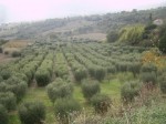 Annuncio vendita Appezzamento di terreno coltivato a Chiaromonte