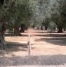 foto 2 - Terreno agricolo a Squinzano a Lecce in Vendita