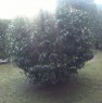 foto 4 - Appartamenti con giardino in parco Aversa sud a Caserta in Vendita