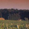 foto 1 - Azienda agricola con produzione di vino e olio a Pisa in Vendita
