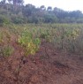 foto 5 - Terreno a nell'agro di Olmedo a Sassari in Vendita