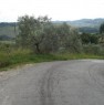 foto 2 - Uliveta sita nelle alte colline sanminiatesi a Pisa in Vendita