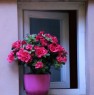 foto 16 - Garden House in centro storico a Perugia in Affitto