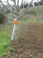 Annuncio vendita Terreno irrigabile a San Giovanni Teatino