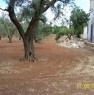 foto 8 - Terreno agricolo a Casarano a Lecce in Vendita