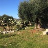 foto 9 - Antica liama a Salve a Lecce in Vendita