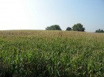 Annuncio vendita Da privato terreno agricolo a Sarmato