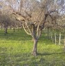 foto 9 - Terreno agricolo localit Cerriole a Salerno in Vendita