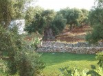 Annuncio vendita Terreno agricolo a Macchia di Monte Sant'Angelo