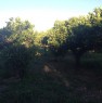 foto 2 - Terreno agricolo con casetta a Trebisacce a Cosenza in Vendita