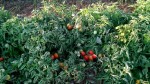 Annuncio vendita Campo di pomodori a Brindisi