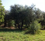 Annuncio vendita Montelibretti oliveto