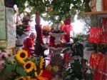 Annuncio vendita Appio Latino negozio di fiori e piante