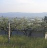 foto 1 - Uliveto ad Assisi a Perugia in Vendita
