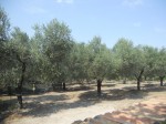 Annuncio vendita Foggia terreno con alberi di olive e da frutta