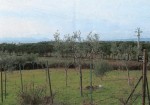 Annuncio vendita Terreno agricolo situato in localit Santa Corinna