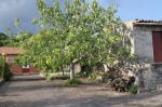 Annuncio vendita Nicolosi terreno con alberi da frutto