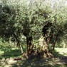 foto 1 - Montorio Mizzole terreno con oliveto e bosco a Verona in Vendita