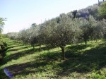 Annuncio vendita Montorio Mizzole terreno con oliveto e bosco