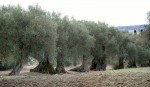 Annuncio vendita Montalbano Jonico terreno con olive secolari