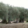 foto 0 - Montalbano Jonico terreno con olive secolari a Matera in Vendita
