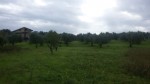 Annuncio vendita Guidonia terreno agricolo con oliveto