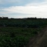 foto 2 - Terreno agricolo in Contrada Lenzi ad Erice a Trapani in Vendita