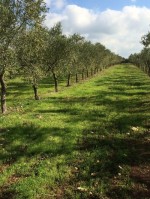 Annuncio vendita San Vito dei Normanni terreno con ulivi