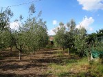 Annuncio vendita Annesso agricolo in localit Cafaggio