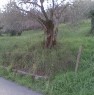foto 3 - Serrone terreno a Frosinone in Vendita