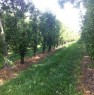 foto 31 - Terreno agricolo zona Cotignola a Ravenna in Vendita