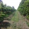 foto 29 - Terreno agricolo zona Cotignola a Ravenna in Vendita