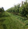 foto 28 - Terreno agricolo zona Cotignola a Ravenna in Vendita