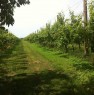 foto 10 - Terreno agricolo zona Cotignola a Ravenna in Vendita
