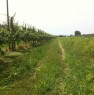 foto 6 - Terreno agricolo zona Cotignola a Ravenna in Vendita