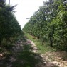 foto 4 - Terreno agricolo zona Cotignola a Ravenna in Vendita