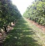 foto 3 - Terreno agricolo zona Cotignola a Ravenna in Vendita