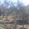 foto 2 - Chianti oliveta in produzione recintata a Siena in Vendita