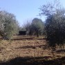 foto 1 - Chianti oliveta in produzione recintata a Siena in Vendita